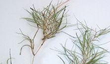 Short grass-like leaves that measure one to three inches long and branch freely on a