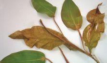 Excellent, G=Good, F=Fair Sago Pondweed Large-Leaf Pondweed Floating-Leaf Pondweed Leaves