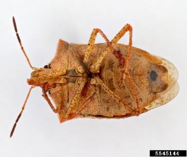 ONESPOTTED STINK BUG EUSCHISTUS VARIOLARIUS Key identification characteristics: Adults are brown with pointed shoulders