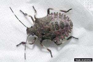 BROWN MARMORATED STINK BUG HALYOMORPHA HALYS Key identification features: Adults are brown with white bands on