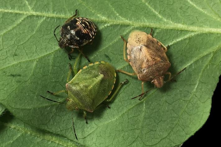 REDSHOULDERED STINK BUG THYANTA CUSTATOR Key identification characteristics: Adults are green or brown Green adults may have a red/pink band across the shoulders The brown color variant of adults is