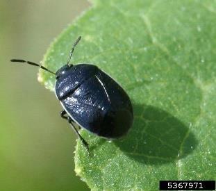 BURROWING BUG Adults are black with a white margin Oblong body shape Adults are smaller than most adult stink bug