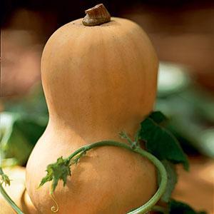 Butternut Squash Bisque Butternut squash is a type of winter squash. It can be roasted or steamed, puréed or mashed, and can be used in casseroles, quick breads, muffins or in soups.