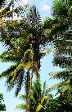 Two Palms with Surprising Qualities JEAN-MICHEL DUPUYOO Jardin d Oiseaux Tropicaux Conservatoire Biologique Tropical 83250 La Londe-les-Maures France jmdupuyoo@yahoo.fr 1.