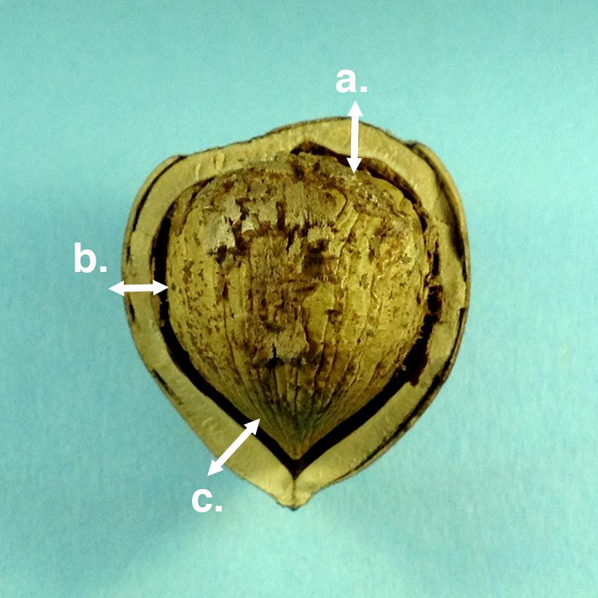 39 3.5 Figures and tables Figure 3.1. Cross-section of Barcelona hazelnut showing the positions for shell thickness measurements.