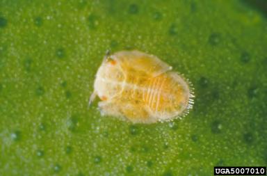 Insect Vector The fourth and fifth instar nymphs can acquire citrus greening bacteria and transmit the disease as nymphs