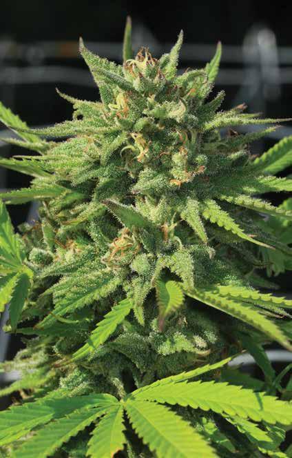 G. G. #4 LEGENDARY STRAIN Sativa Dominant Crystal covered bud Mold-resistant BX2 THC 17-25% CBD.09% 60 days, October 1-15 G. G. #4 G. G. #4 produces big, fluffy nugs that are absolutely covered in sticky crystals.