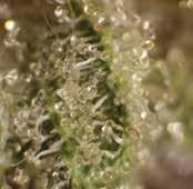 It produces a compact plant with dense, tight buds, that express significant mold resistance. Notes of lemon and diesel accent this sweet smoke.