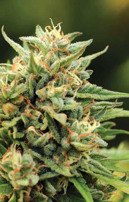 CALIFORNIA SOUR DIESEL Classic STRAIN 50% Indica 50% Sativa F4 Huge Production, amazing sour smell Strong & relaxing, appetite stimulant 70