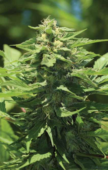 TRAINWRECK Classic STRAIN 40% Indica 60% Sativa F3 An amazing vigorous plant with incredible production Dense, sticky buds have a sweet and sappy smell Potent pain-relieving medicinal, cerebral &