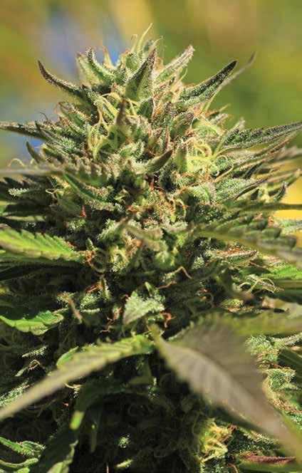 OG KUSH Classic STRAIN 70% Indica 30% Sativa F4 Easy to grow, sturdier than other OG phonemes Heady and powerfully relaxing 60 days,