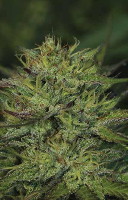 AK47 Classic STRAIN 75% Indica 25% Sativa F4 A classic favorite, bred to grow huge and potent Sweet & spicy AK smell, cerebral & relaxing 50 days, Sep. 20 - Oct.