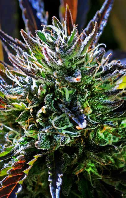 COOKIE MONSTER Original STRAIN 80% Indica 20% Sativa F4 Classic G.S. look with high production Sweet smell, strong & uplifting 55 days, Sep.