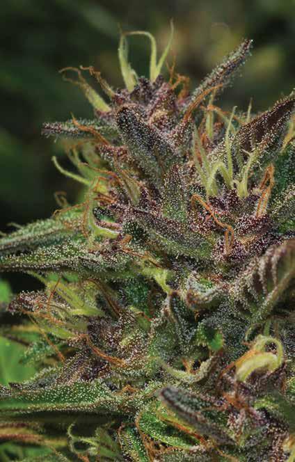 BLUEBERRY MUFFIN SIGNATURE STRAIN Indica Dominant Sweet strong blueberry scent Energizing and strong medicinal effects F4 45 days, Sep. 15 - Oct.
