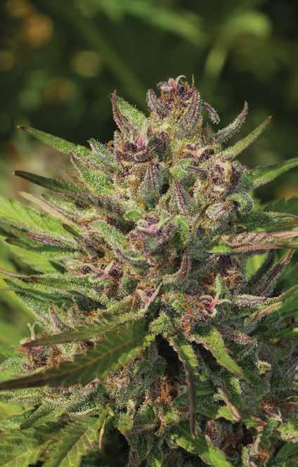 PURPLE PANTY DROPPER SIGNATURE STRAIN Indica Dominant, nicely balanced with Sativa Thick sweet smell, with a rich purple color Euphoric, mood lifting effects, anti-anxiety