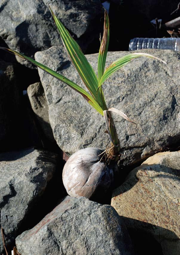 The Seashore Life of the Brunei Heart of Borneo 22 The coconut is a giant drupe, that is a fleshy fruit like a peach, with a single hard stone or nut that encloses the huge seed.
