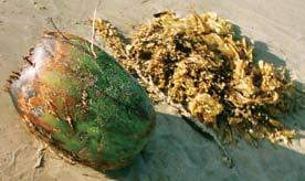 beachcombing Coconut (Kelapa) Cocos nucifera Fam. Arecaceae Both green and brown coconuts can be found.