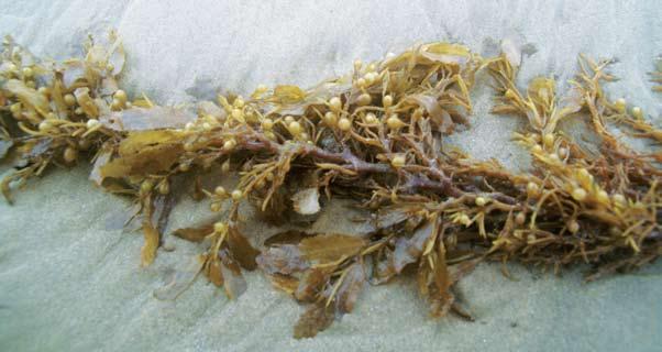 beachcombing Seaweed Sargassum (Rumput Laut) Sargassum sp. Fam.