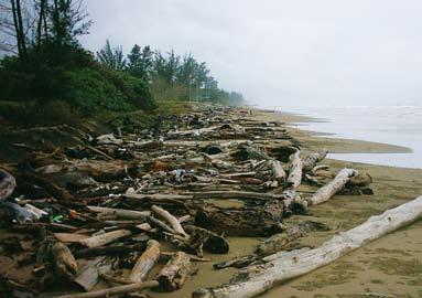 The Seashore Life of the Brunei Heart of Borneo Logs and Timber Most of the numerous logs and assorted timber found