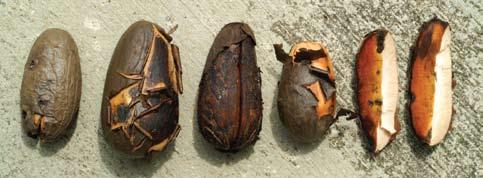 The Seashore Life of the Brunei Heart of Borneo 2This fruit is also the size and shape of a small potato, medium brown in colour,