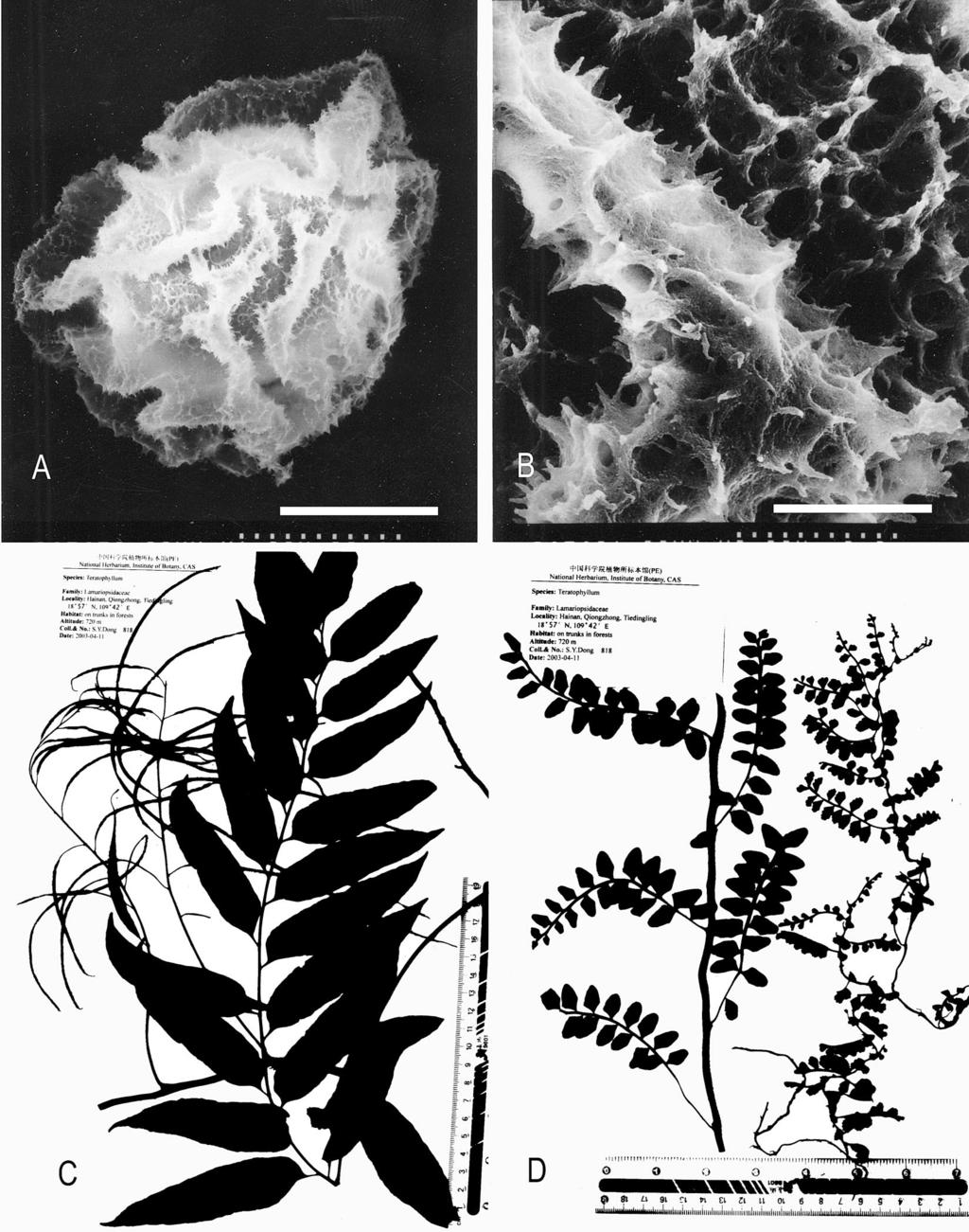 106 Novon Figure 2. Teratophyllum hainanense. A, B. SEM micrographs of spores. (A: scale bar 23.1 m; B: scale bar 3.8 m). C. Adult sterile and fertile leaves. D. Young and mature bathyphylls.