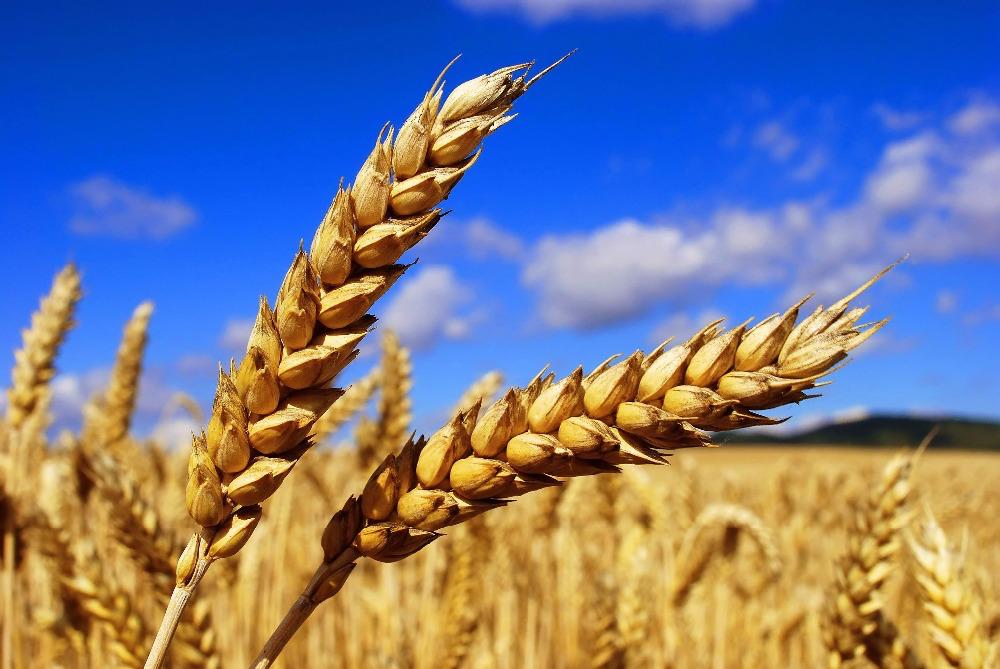 WHEAT Wheat biers, also called white biers, witbiers or weiss biers, are brewed with a large portion of wheat.