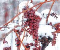 snow-draped Icewine grapes, warm tasting boutiques and a