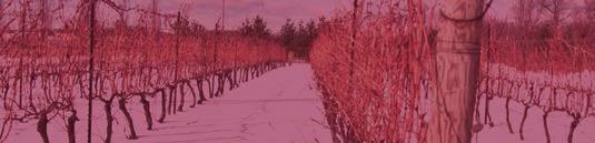 Stocking Days of Christmas Riverview Cellars Winery 15376 Niagara Parkway RR#1 905.262.0636 www.riverviewcellars.