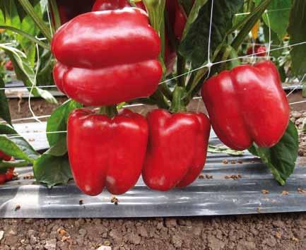 ARIOSTO SWEET PEPPER RUBISTAR PATRIOT Square red bell pepper hybrid. Large 4-lobed fruits: 11 x 11cm. Very firm, smooth, with thick walls.