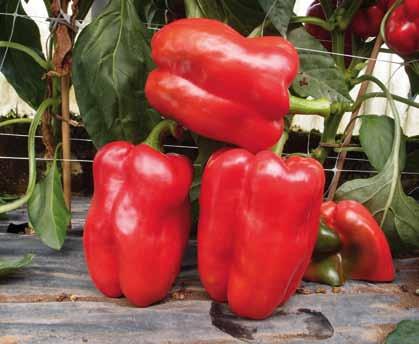 High yields and great quality for the entire cultivation cycle., Xcv, Pc, TSWV Quadrato d Asti rosso hybrid. Square shaped uniform fruit (11 x 11cm).