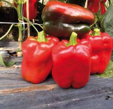 Suitable for both fresh consumption and for industrial processing., Xcv, Pc, TSWV 2 OROSTAR Quadrato d Asti giallo bell pepper hybrid.