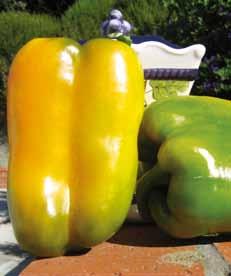 SWEET PEPPER OROPESA RED JACKET Half-long yellow pepper hybrid. Size: 8-9 x 16-18cm. Bright green to bright yellow.