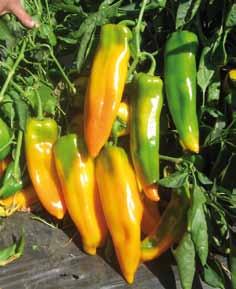 Mid internodes for open-field and protected cultivation., PVY, Xcv, TSWV Half-long red bell pepper hybrid.