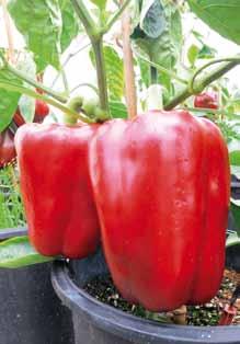 Bright deep red when ripe. Very rustic, medium vigour plant with excellent fruit cover. Good fertility and long lasting production.