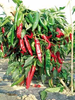 Very suitable for open field cultivation. cycle. CHERRY FIRE HABAHOT Hybrid of the Jalapeno type obtained from ecotypes from Central America.