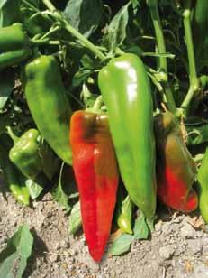 HOT PEPPER VERDANT EROICO ANAMEX Hot hybrid developed by United Genetics research to compete in the Middle Eastern and North African markets.