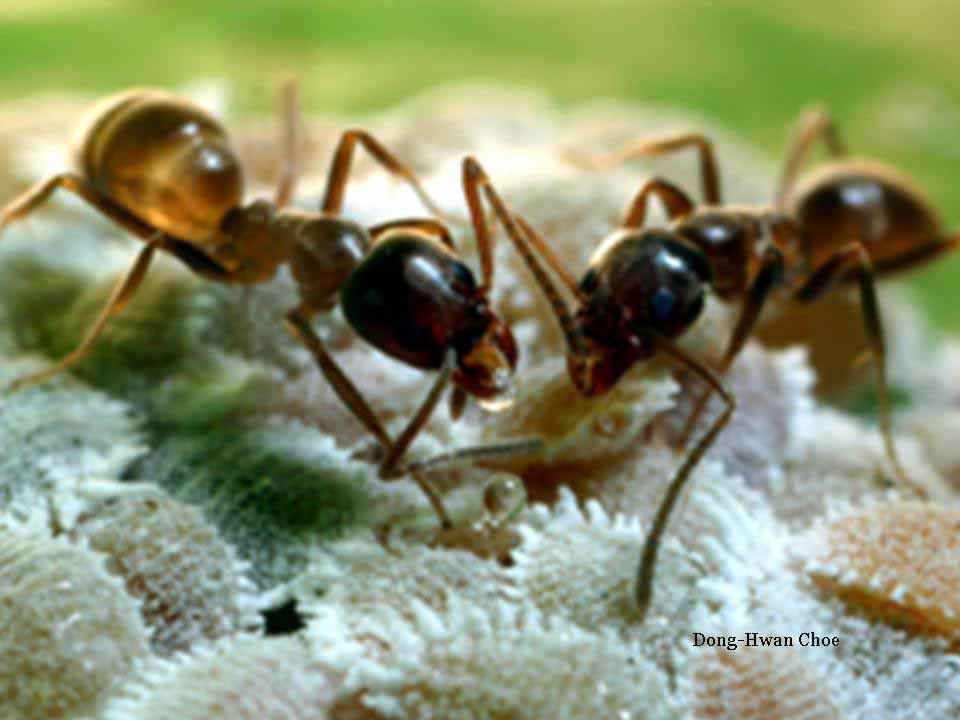 Impact of Argentine ant on