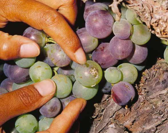 Vine Mealybug is Different from Grape Mealybug Grape mealybug