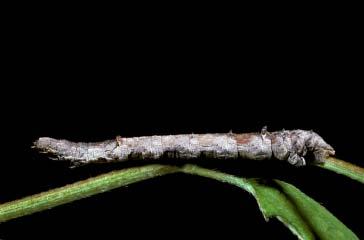 PHOTOGRAPHS OF THE SPECIES: SKIPPERS, BUTTERFLIES, & MOTHS: CHAPTER 5 113 EUCHLAENA JOHNSONARIA CATERPILLAR Small dorsal warts on A1 and A5,