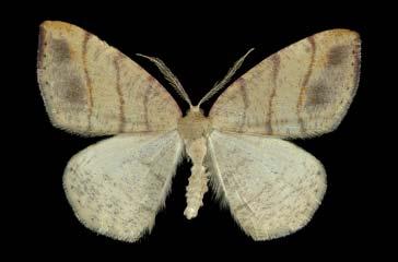 The wings vary from cream-white, to pink or orange; each forewing has three narrow, nearly straight red lines.
