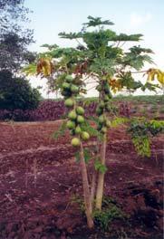 Papaya per Capita Production in the World FAOSTAT database, 1965-2 World Production of Papaya Per Capita Production (kg/person) 1.9.8.7.6.5.4.3.2.1 Region 1, mt % Africa 1,228 21% Asia 1,727 29% Americas 2,923 5% USA 23 <.
