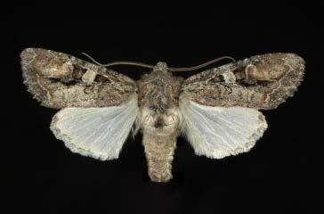 Forewings dark gray-black with a red subapical patch and a white or pale gray orbicular spot. Hindwings white.
