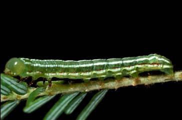 PHOTOGRAPHS OF THE SPECIES: SKIPPERS, BUTTERFLIES, & MOTHS: CHAPTER 5 207 FERALIA DECEPTIVA CATERPILLAR Green with subdorsal and lateral white