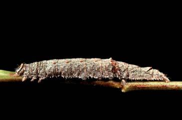 PHOTOGRAPHS OF THE SPECIES: SKIPPERS, BUTTERFLIES, & MOTHS: CHAPTER 5 197 CATOCALA BRISEIS CATERPILLAR Gray and tan with finely reticulated markings; A5 and A8 with small warts tipped in orange;