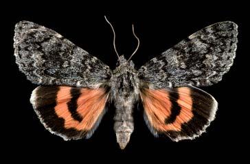 Top of head with two orange spots; a black arc extends from the base of the mandibles over the top of the head. ADULT Wingspan 6.8 centimeters.