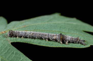 PHOTOGRAPHS OF THE SPECIES: SKIPPERS, BUTTERFLIES, & MOTHS: CHAPTER 5 199 CATOCALA VERRILLIANA CATERPILLAR Uniformly gray white with a pale pink hue; middorsum of