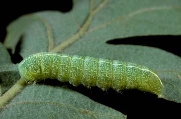 PHOTOGRAPHS OF THE SPECIES: SKIPPERS, BUTTERFLIES, & MOTHS: CHAPTER 5 201 COSMIA CALAMI CATERPILLAR Green with extensive faint white