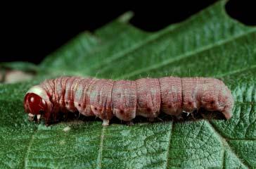 PHOTOGRAPHS OF THE SPECIES: SKIPPERS, BUTTERFLIES, & MOTHS: CHAPTER 5 203 EGIRA CRUCIALIS CATERPILLAR Color highly variable, mottled silver, gray, and