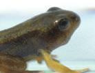 Tadpoles swim in water. The tadpole eats, swims, and grows.