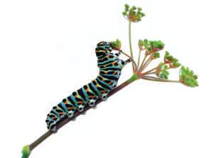 A butterfly larva is called a caterpillar.